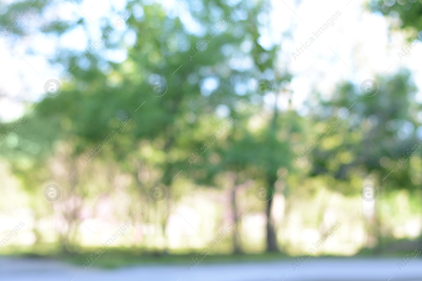 Photo of Trees on sunny day, blurred view. Bokeh effect