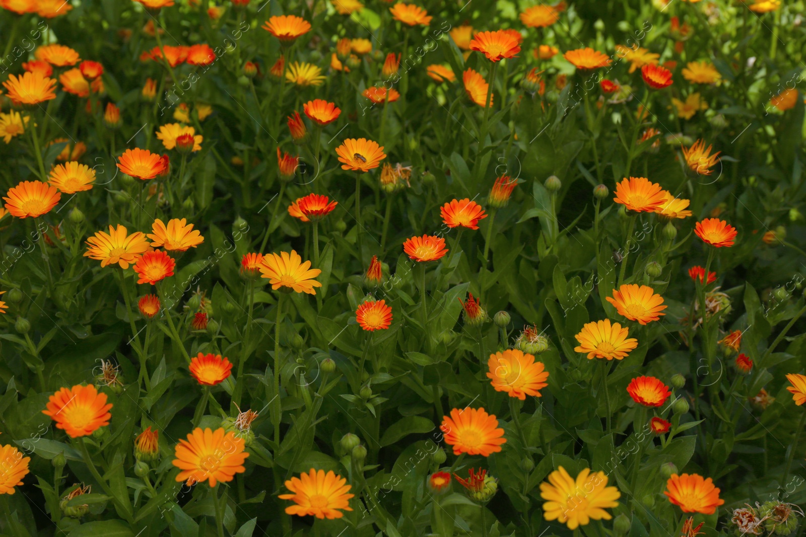 Photo of Many beautiful blooming calendula flowers in field