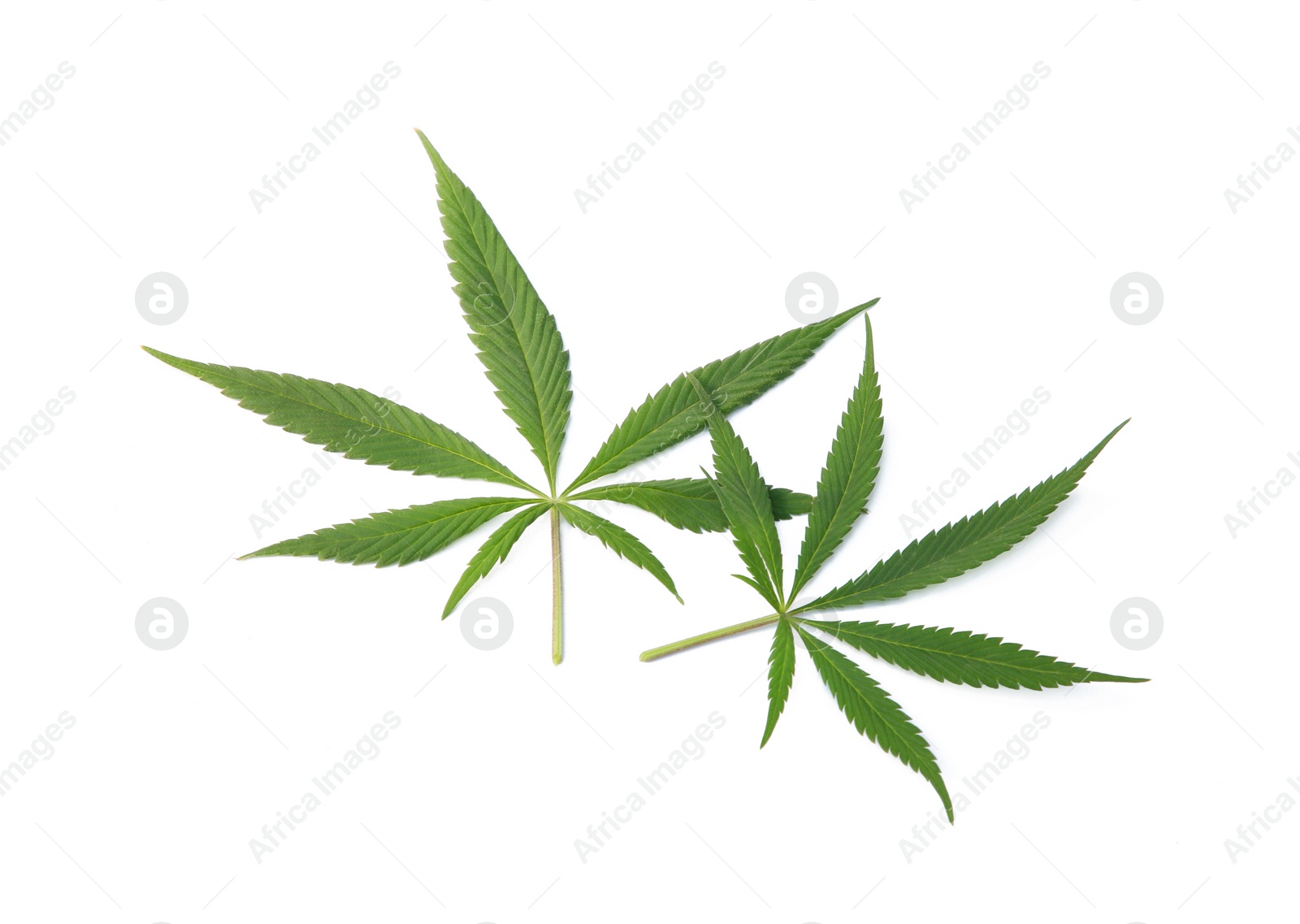 Photo of Fresh green hemp leaves isolated on white, top view