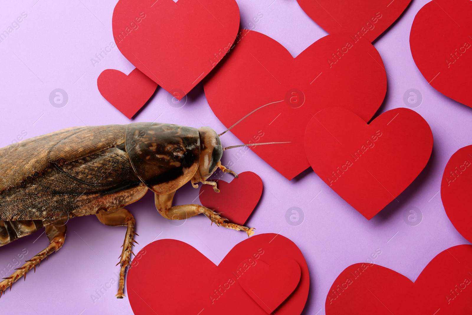 Image of Valentine's Day Promotion Name Roach - QUIT BUGGING ME. Cockroach and red paper hearts on lilac background, closeup