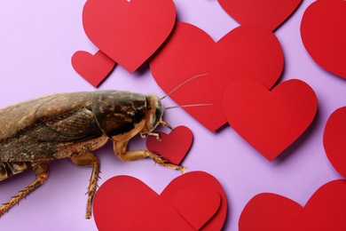 Valentine's Day Promotion Name Roach - QUIT BUGGING ME. Cockroach and red paper hearts on lilac background, closeup