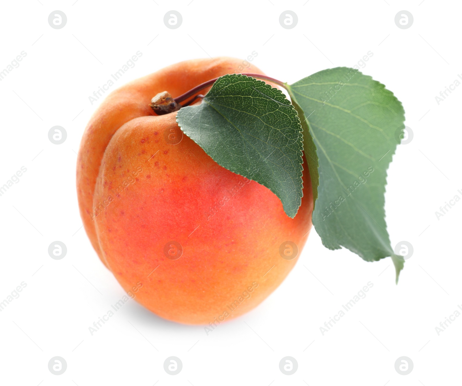 Photo of Delicious fresh ripe apricot isolated on white