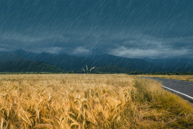 Image of Heavy rain over wheat field on grey day