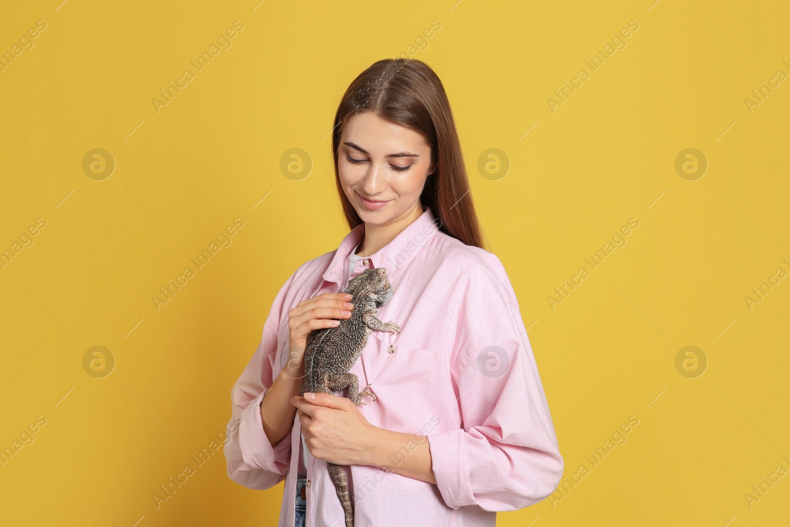 Photo of Woman holding bearded lizard on yellow background. Exotic pet