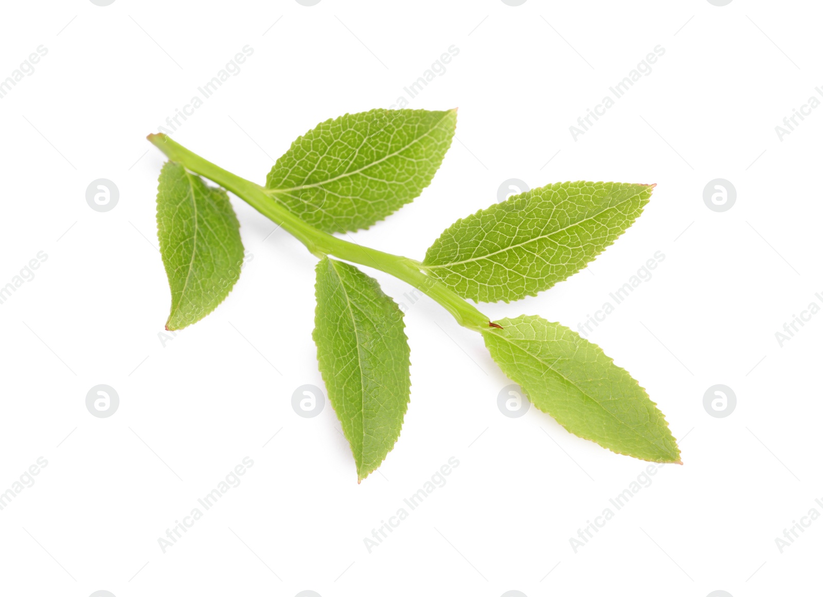 Photo of Bilberry twig with fresh green leaves isolated on white