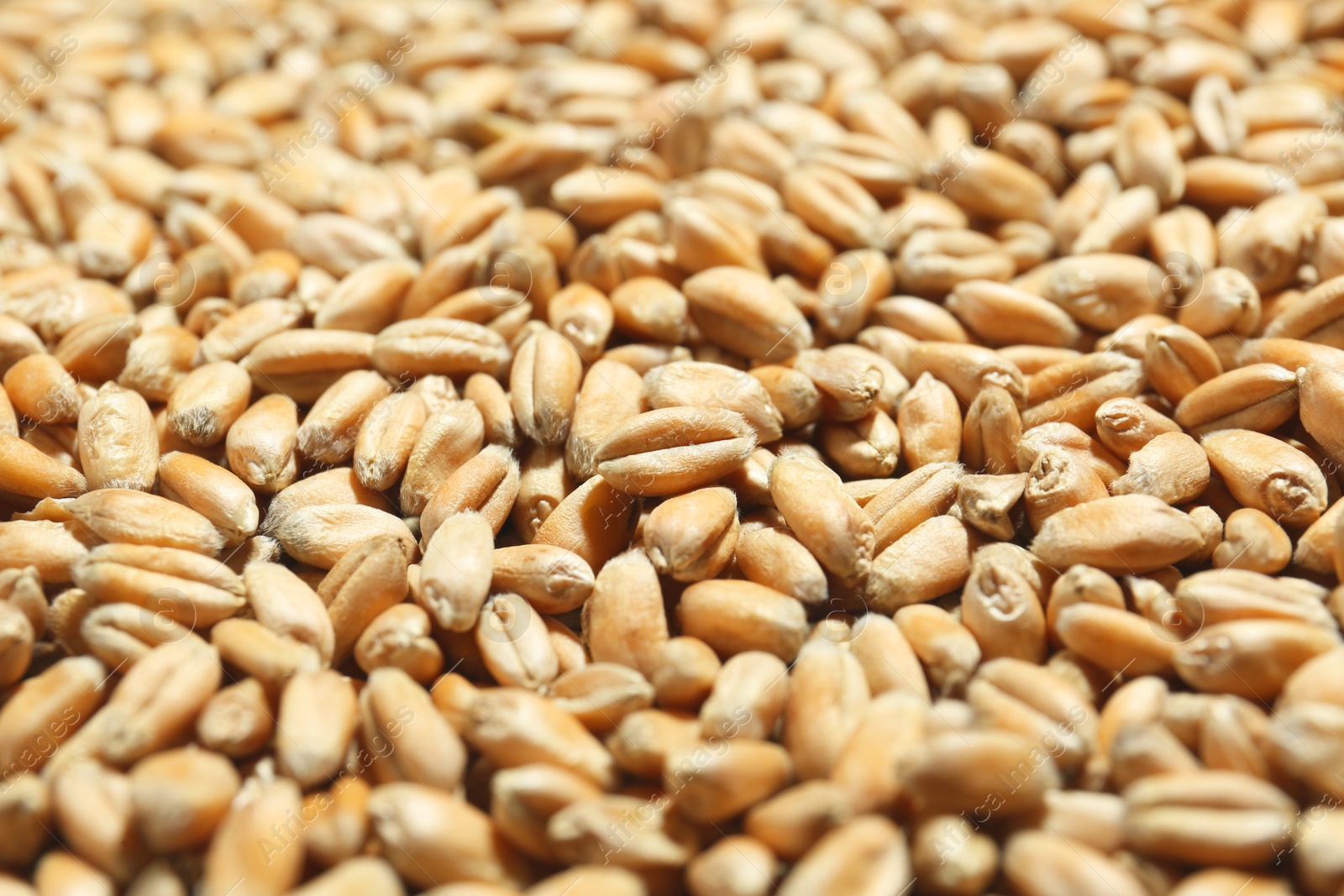 Photo of Many wheat grains as background, closeup view