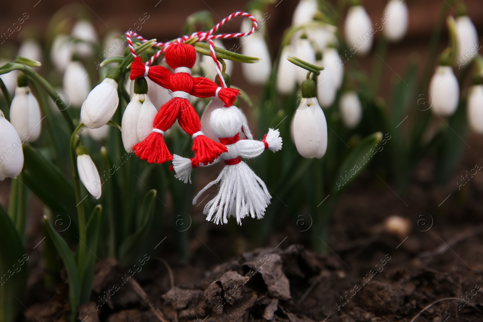 Photo of Fresh blooming snowdrops and traditional martisor outdoors. Spring flowers