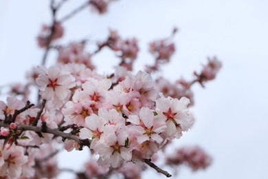 Photo of Delicate spring pink cherry blossoms on tree outdoors, closeup