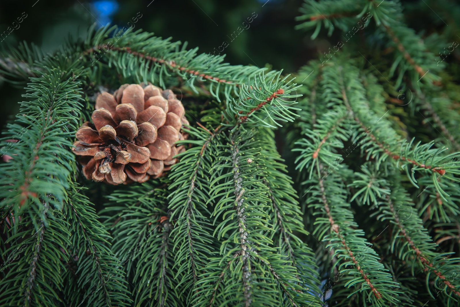 Photo of Coniferous tree branch with cone outdoors, closeup