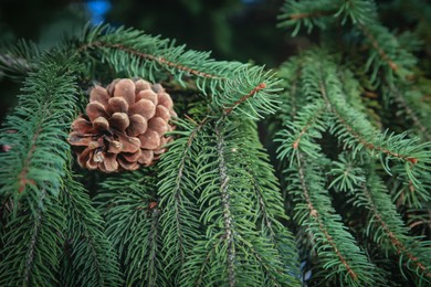 Photo of Coniferous tree branch with cone outdoors, closeup