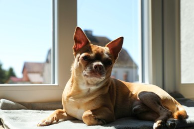 Photo of Cute small chihuahua dog on window sill indoors