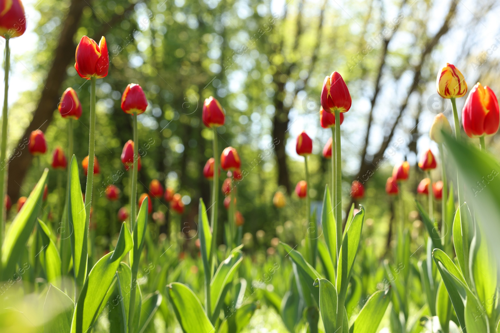 Photo of Beautiful bright tulips growing outdoors on sunny day