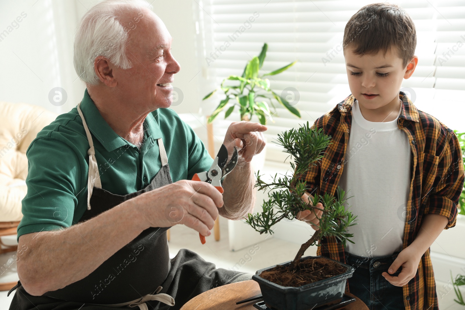 Photo of Senior man with little grandson taking care of Japanese bonsai plant indoors. Creating zen atmosphere at home