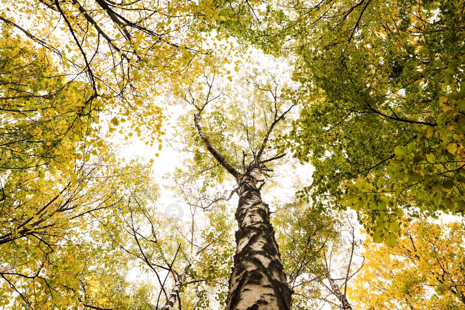 Photo of Beautiful trees with bright leaves against sky on autumn day, low angle view