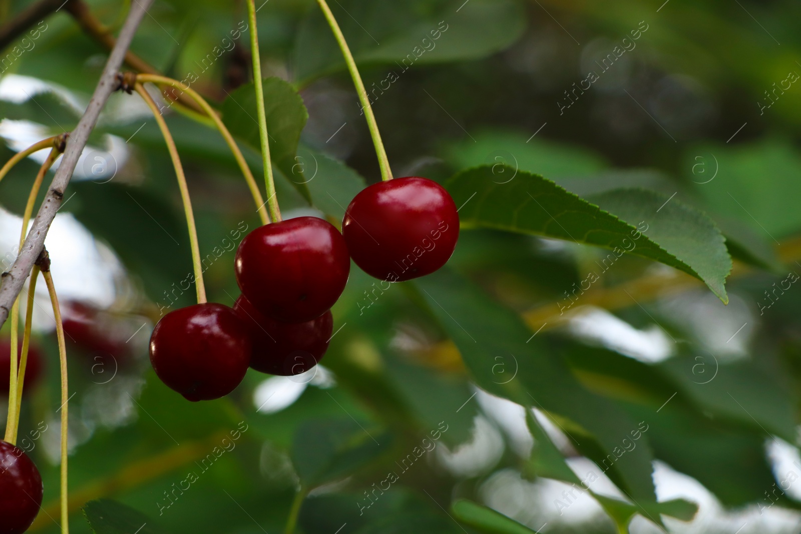 Photo of Closeup view of cherry tree with ripe red berries outdoors. Space for text