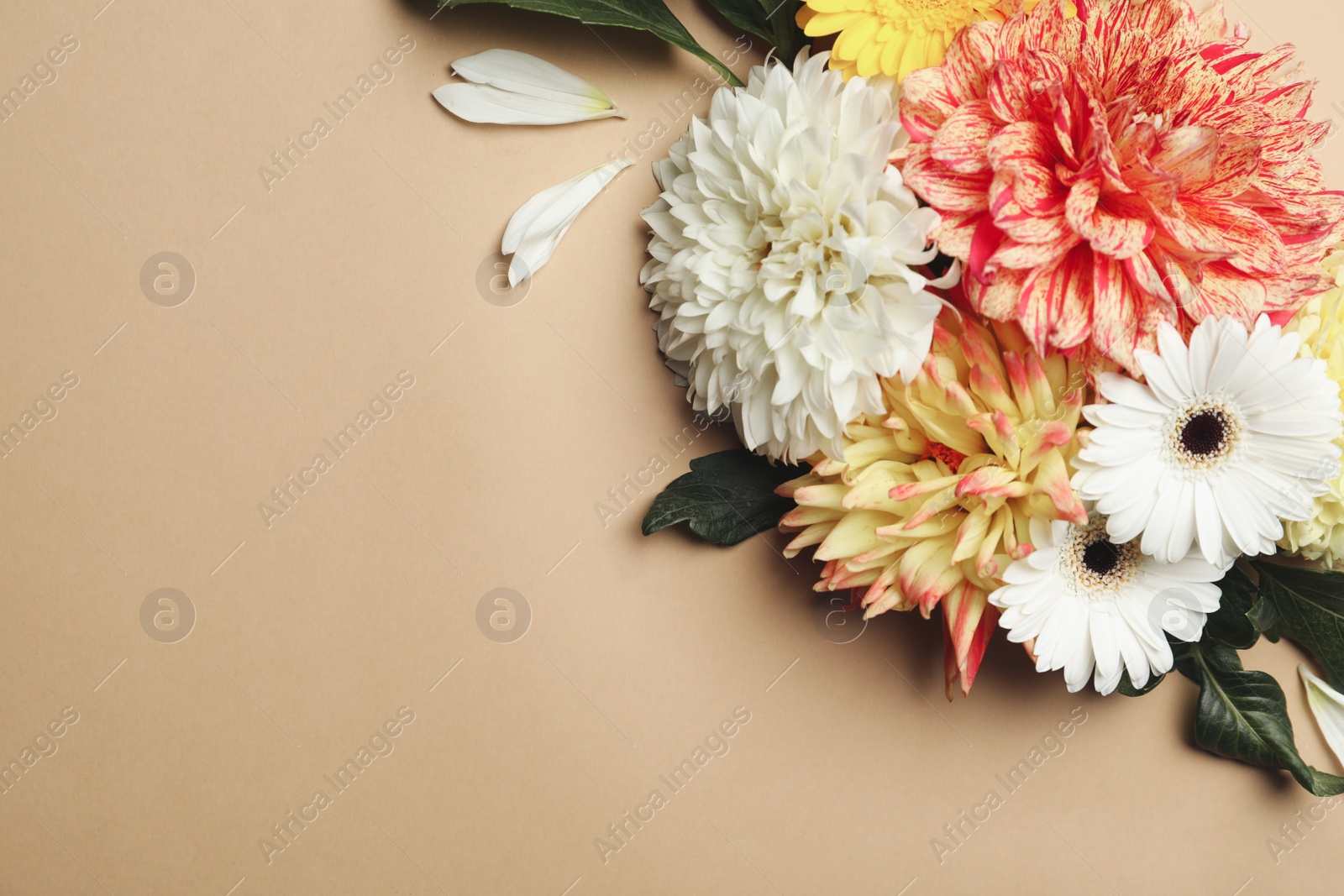 Photo of Flat lay composition with beautiful dahlia flowers on beige background. Space for text