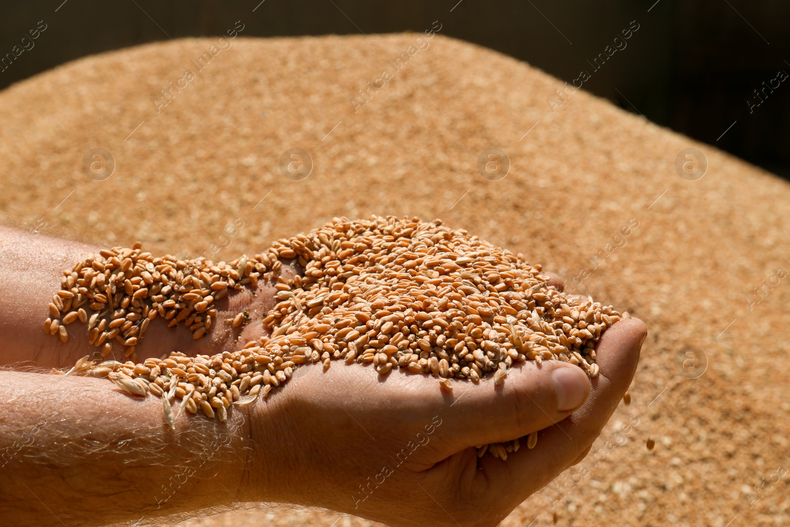 Photo of Man holding wheat grains in hands, closeup view