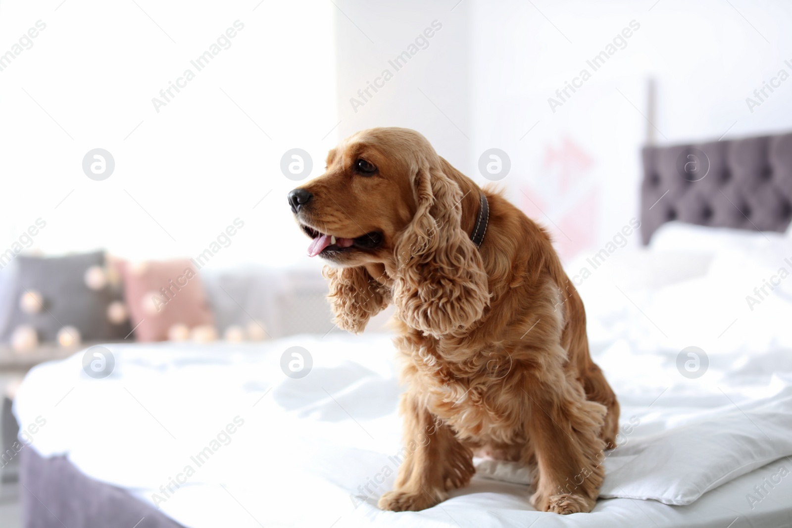 Photo of Cute Cocker Spaniel dog on bed at home. Warm and cozy winter