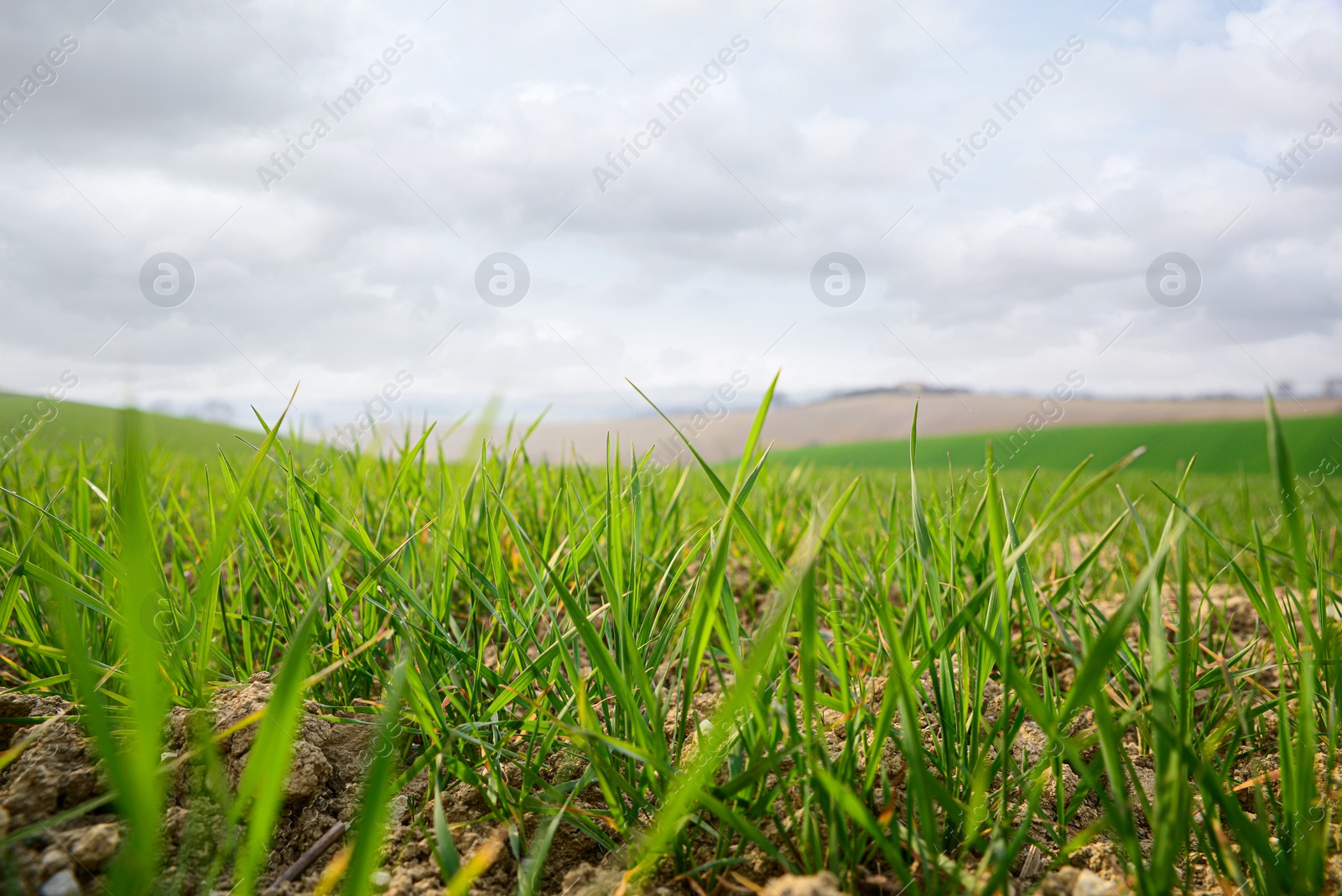 Photo of Clay soil field with lush green grass