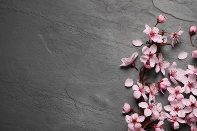 Photo of Cherry tree branch with beautiful pink blossoms on black slate table, flat lay. Space for text