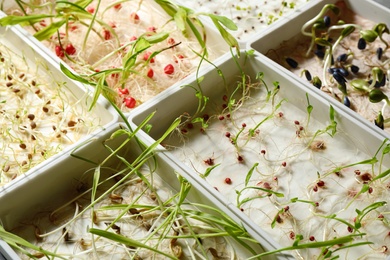 Containers with sprouted seeds, closeup. Laboratory research