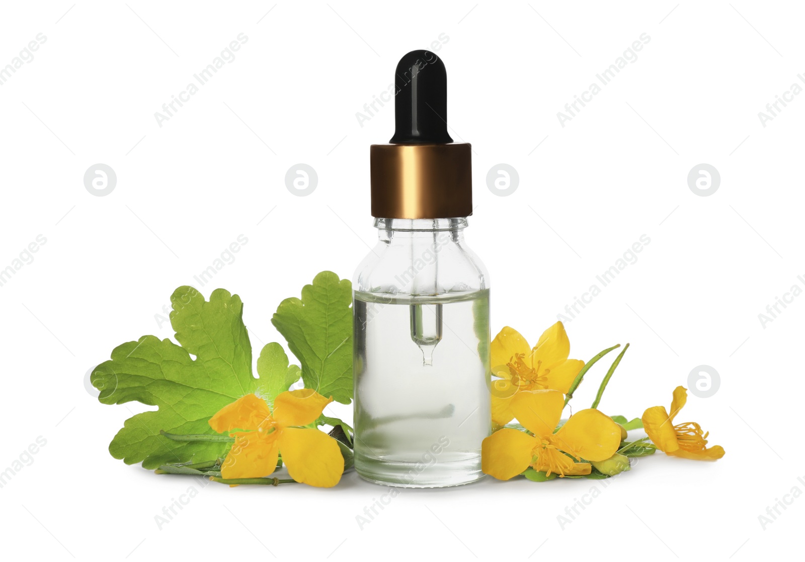 Photo of Bottle of essential oil and celandine on white background