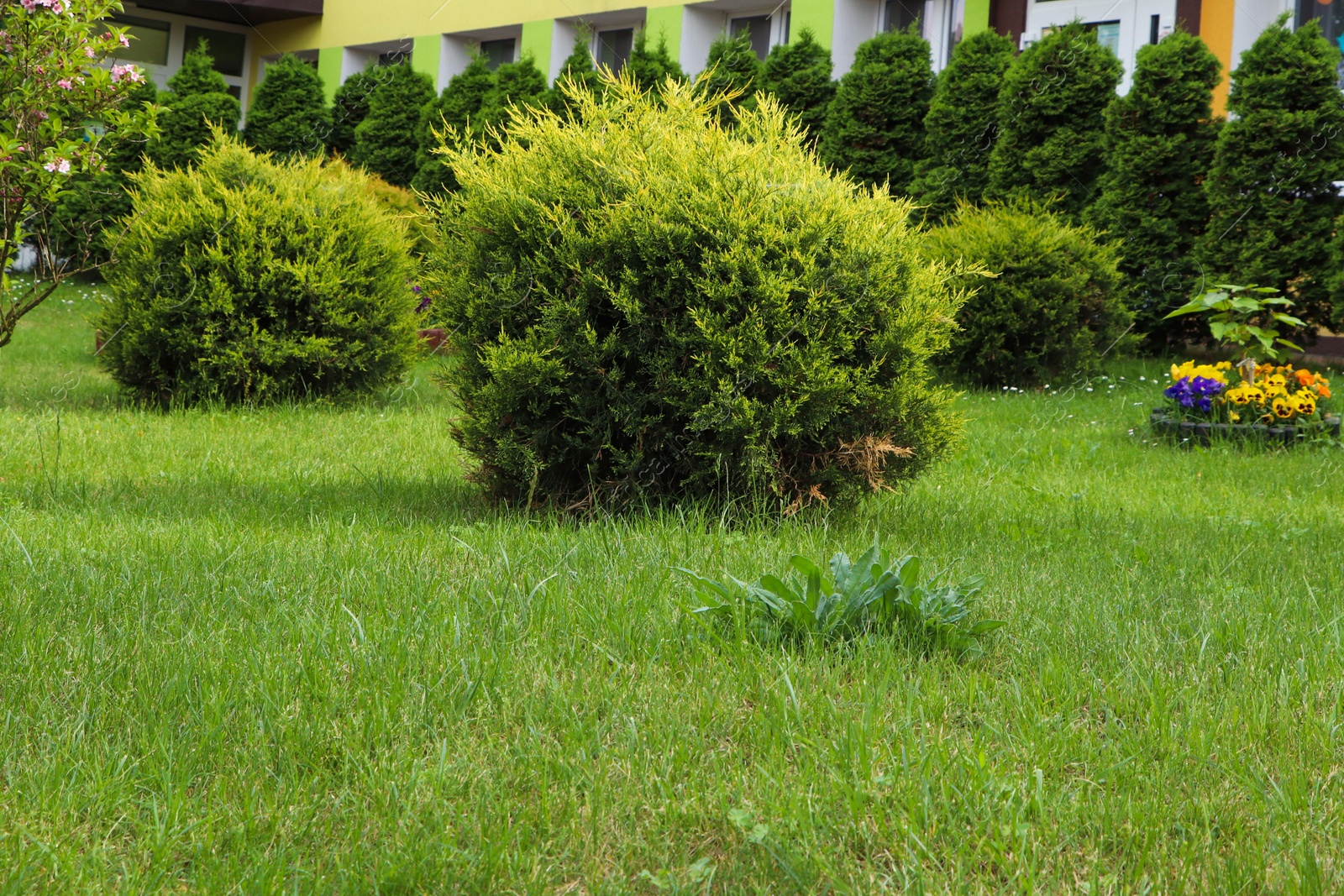 Photo of Beautiful spacious yard with shrubbery. Gardening and landscaping