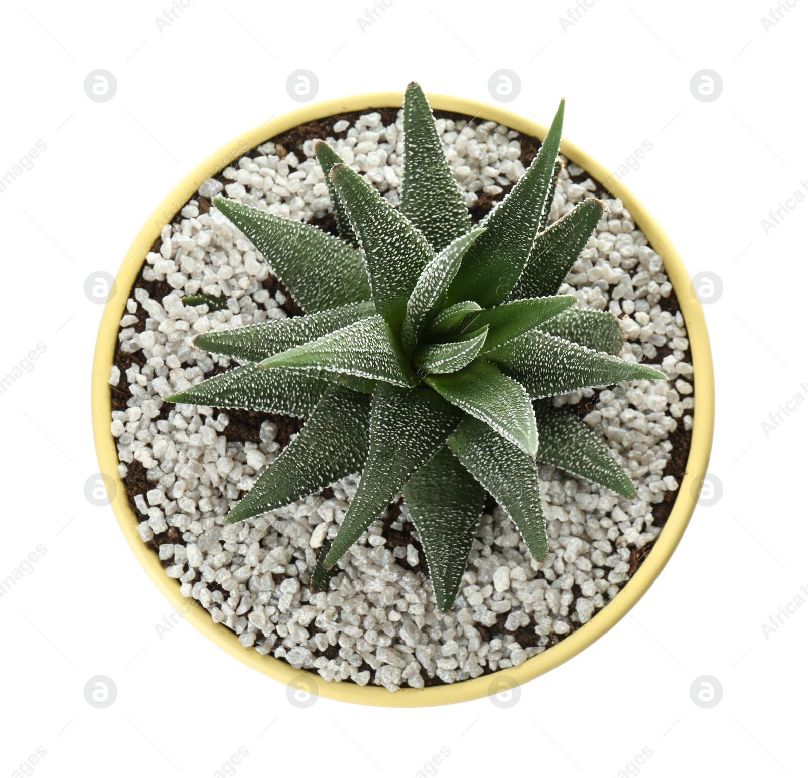 Photo of Beautiful succulent plant in tin can isolated on white, top view. Home decor