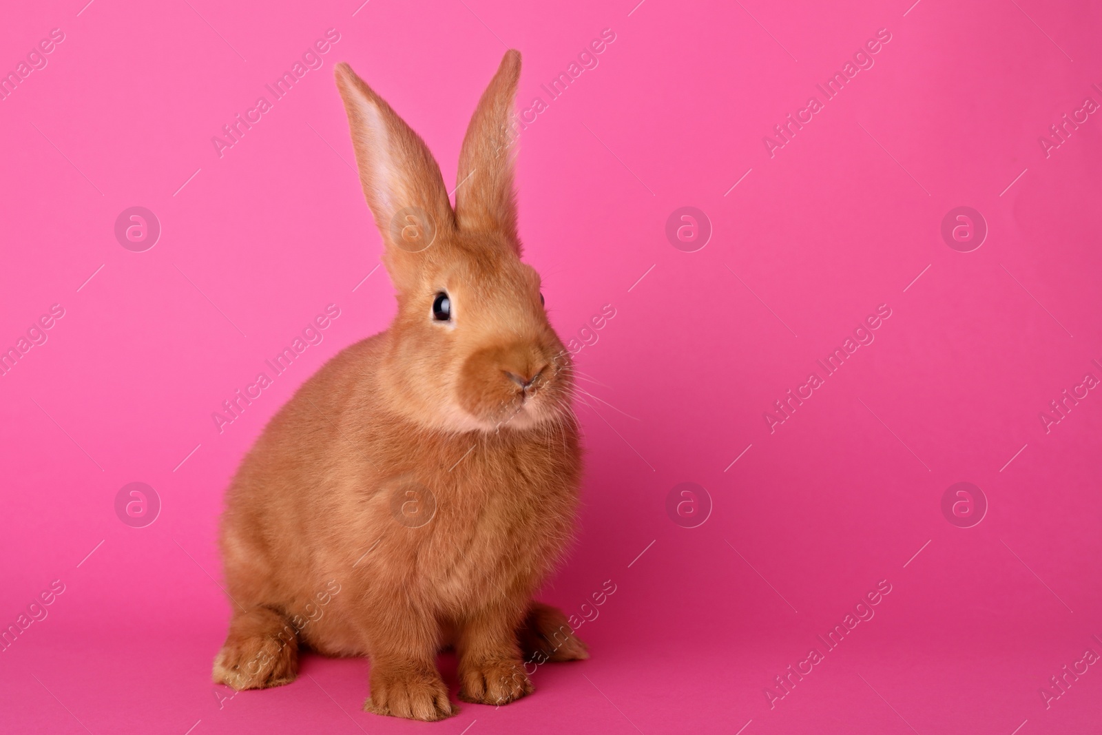 Photo of Cute bunny on pink background, space for text. Easter symbol