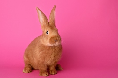 Photo of Cute bunny on pink background, space for text. Easter symbol