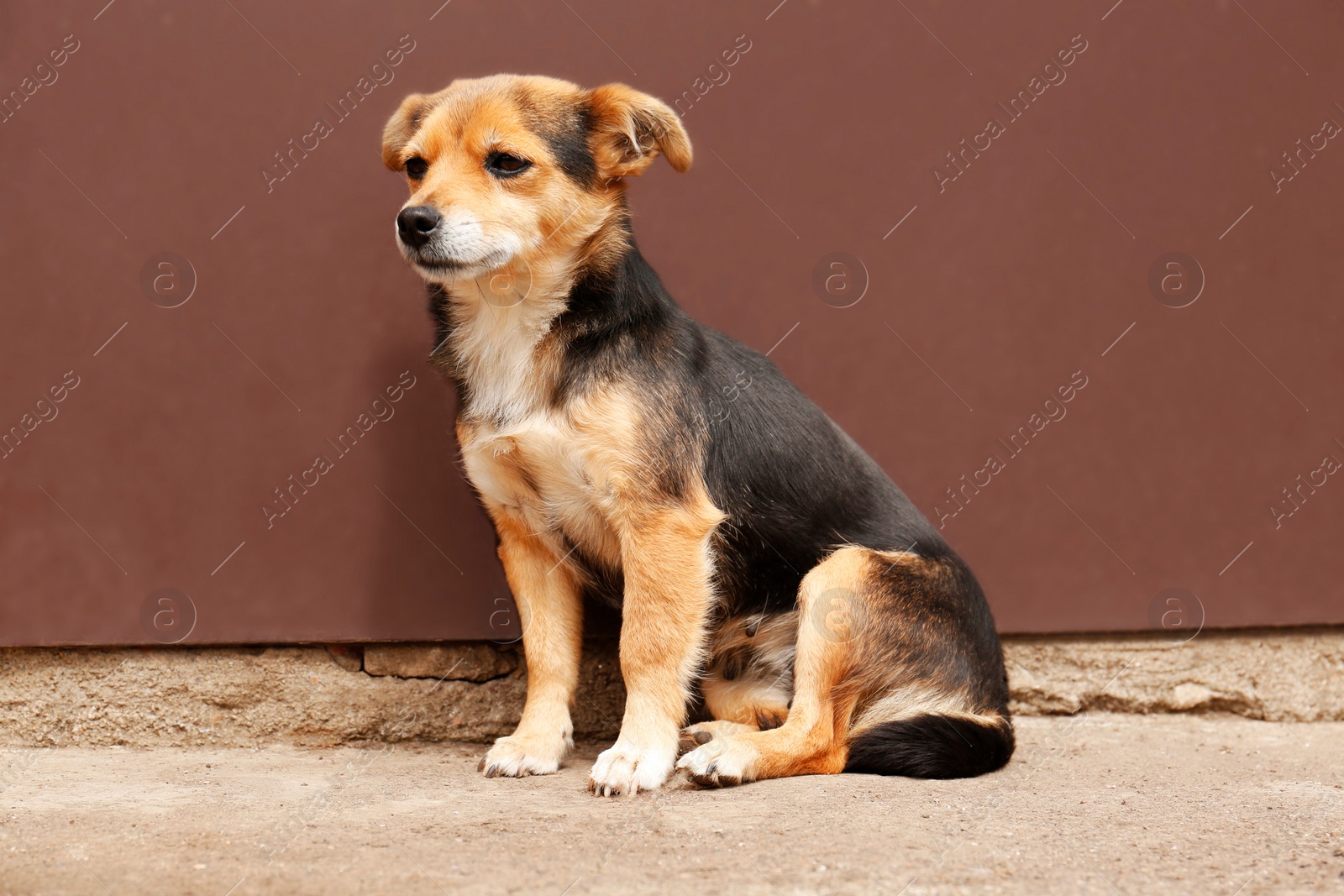 Photo of Stray dog sitting near brown wall outdoors