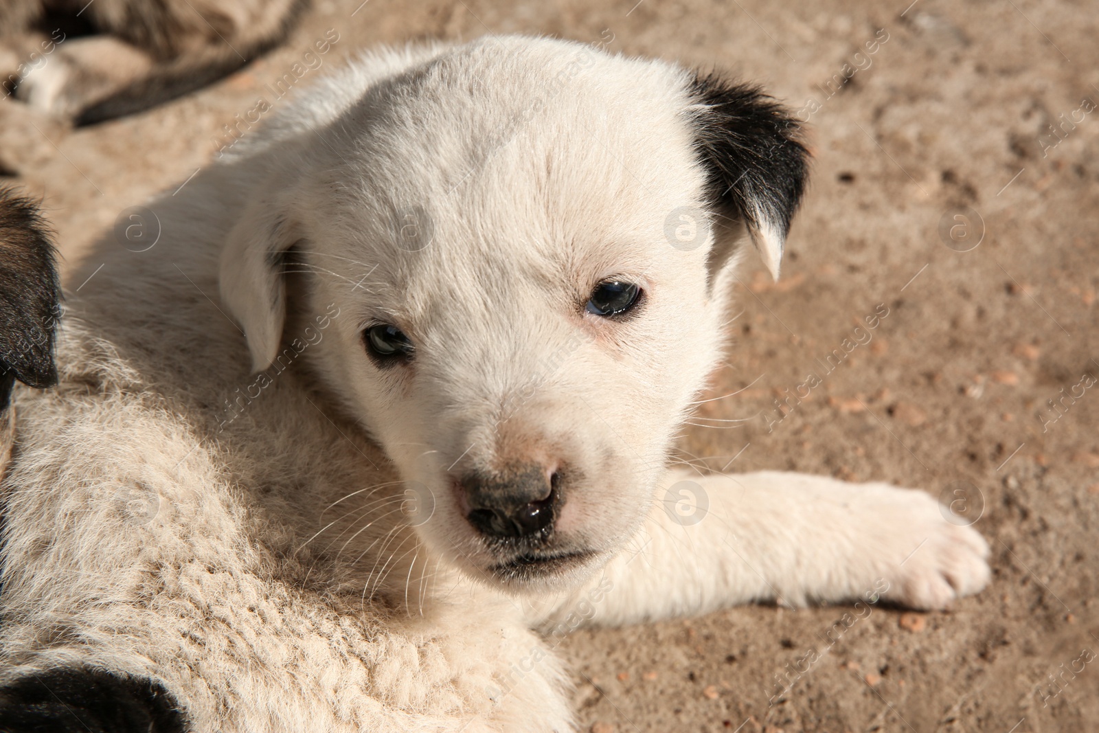 Photo of Stray white puppy outdoors on sunny day, closeup. Baby animal