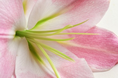 Beautiful blooming lily flower, closeup view