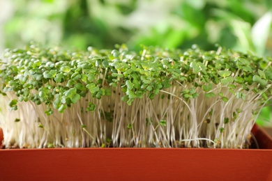 Photo of Fresh organic microgreen in pot, closeup view