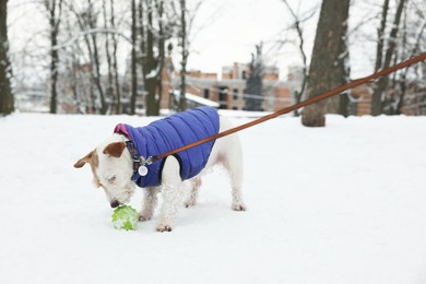 Photo of Cute Jack Russell Terrier playing with toy ball in snowy park