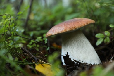 Photo of Fresh wild mushroom growing in forest, closeup. Space for text