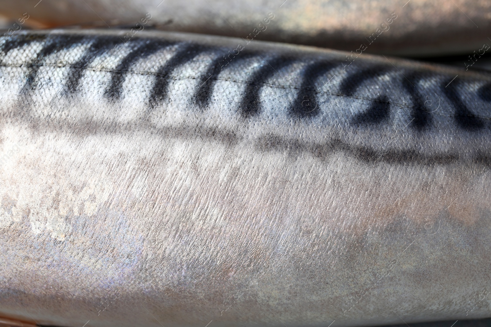 Photo of Texture of raw mackerel as background, closeup