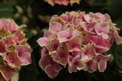 Photo of Beautiful blooming pink hortensia flowers, closeup view