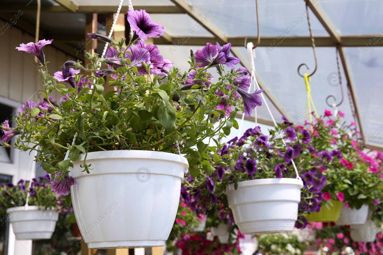 Photo of Different beautiful flowers in plant pots hanging outdoors