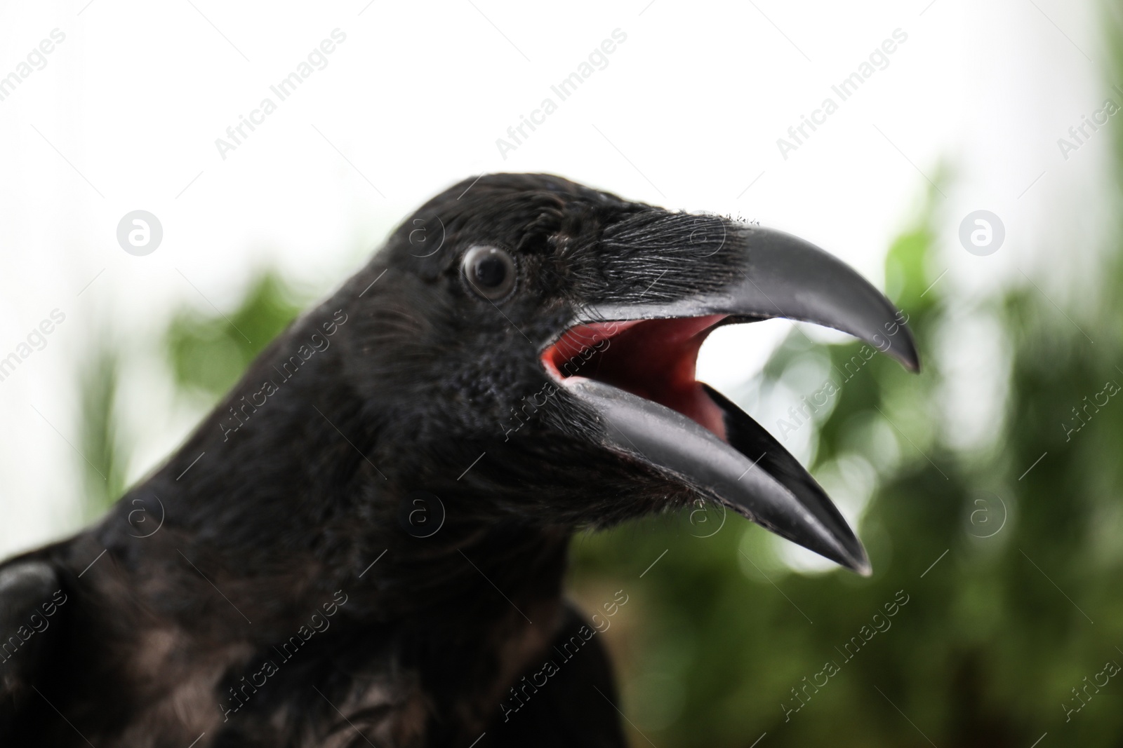 Photo of Beautiful common raven with open beak outdoors, closeup