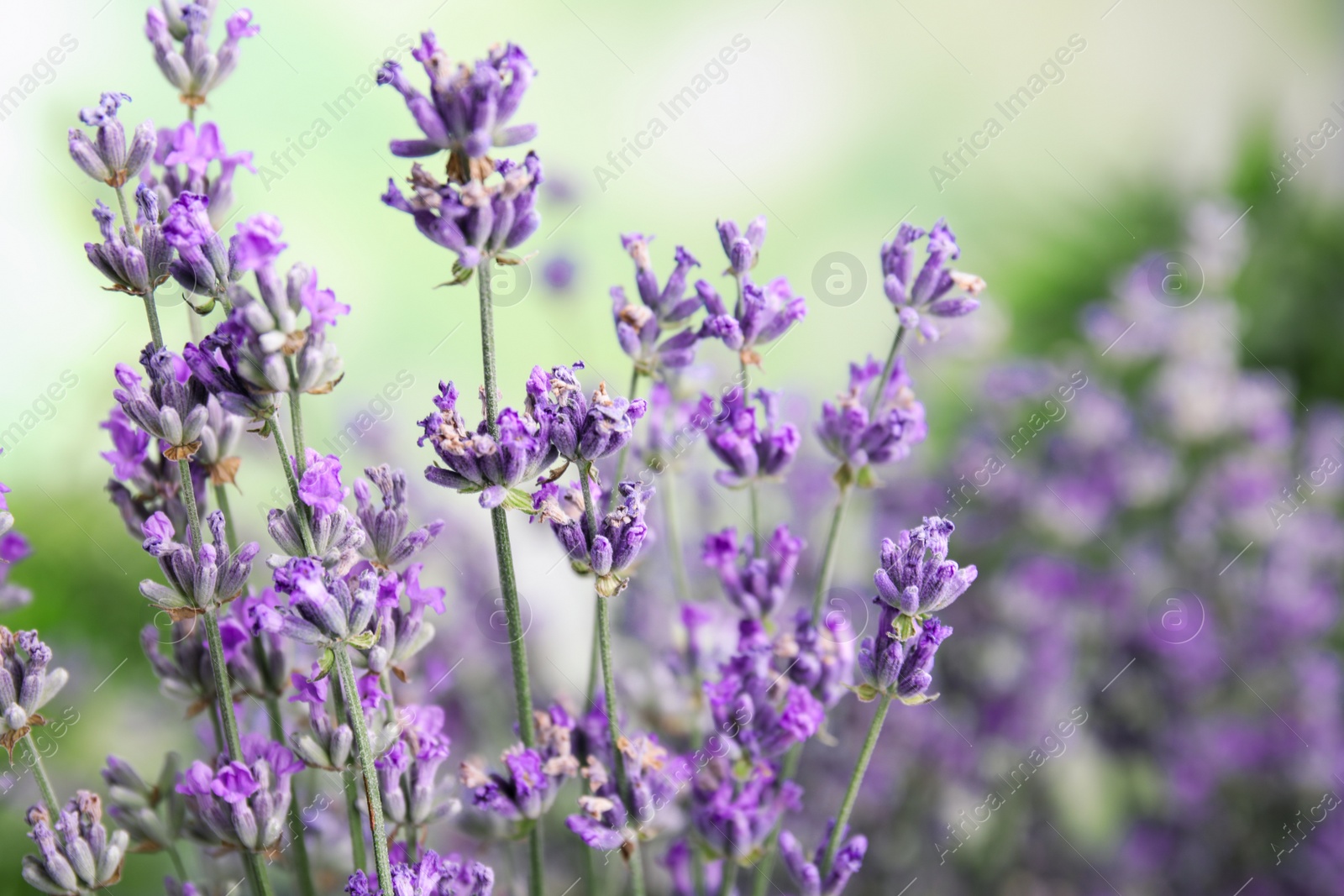 Photo of Beautiful tender lavender flowers on blurred background, closeup