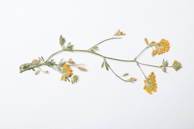 Photo of Wild dried meadow flower on white background, top view