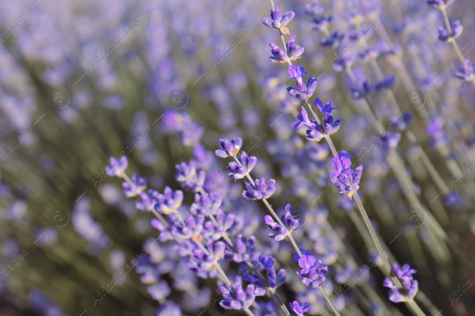 Photo of Beautiful lavender flowers growing in field, closeup