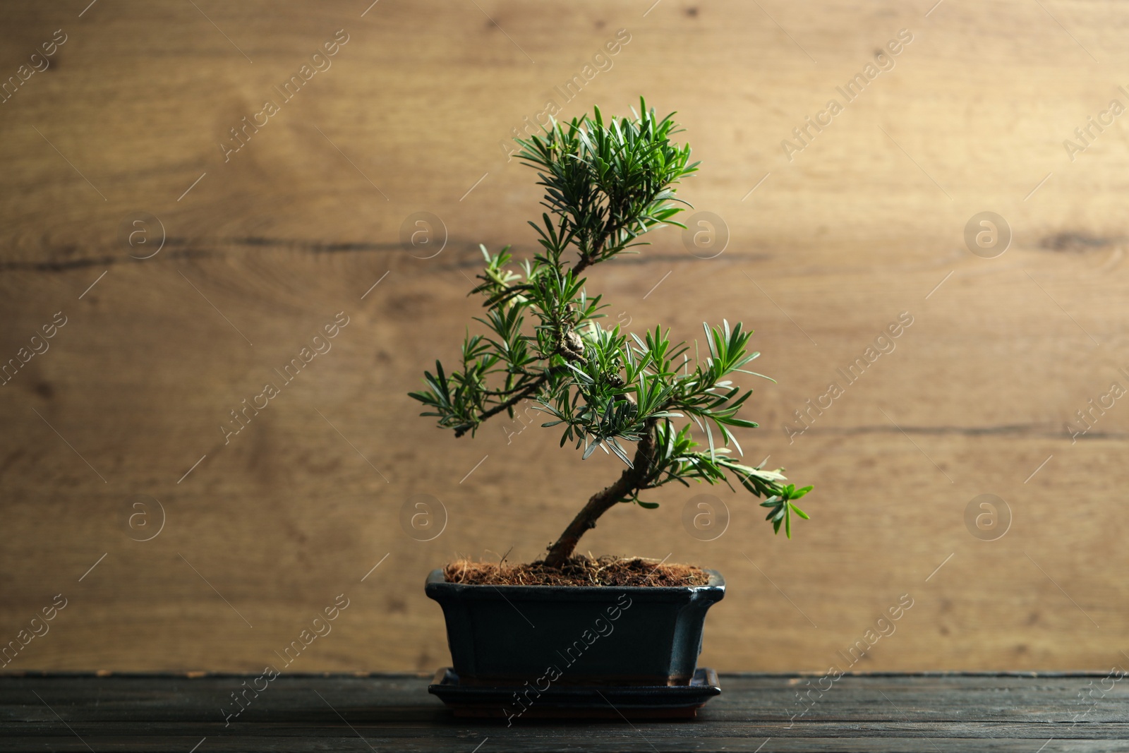 Photo of Japanese bonsai plant on black wooden table. Creating zen atmosphere at home