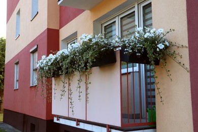Photo of Balcony decorated with beautiful blooming potted plants