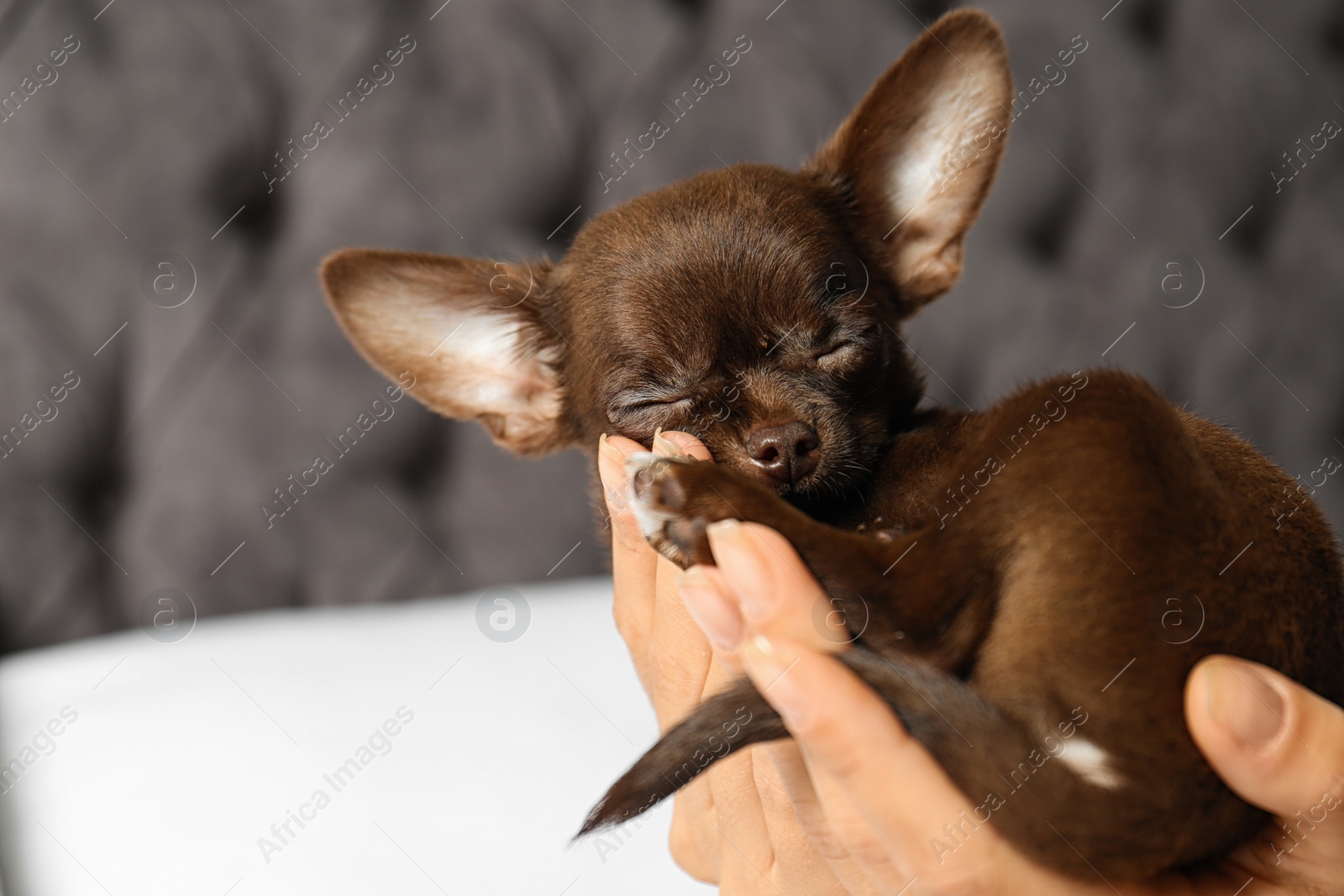 Photo of Woman holding sleeping cute small Chihuahua dog against blurred background, closeup