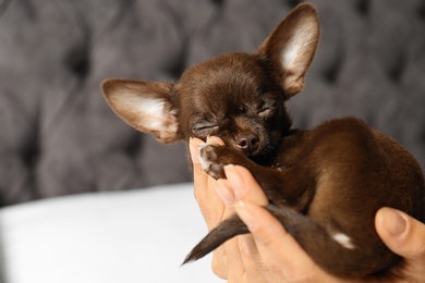 Woman holding sleeping cute small Chihuahua dog against blurred background, closeup