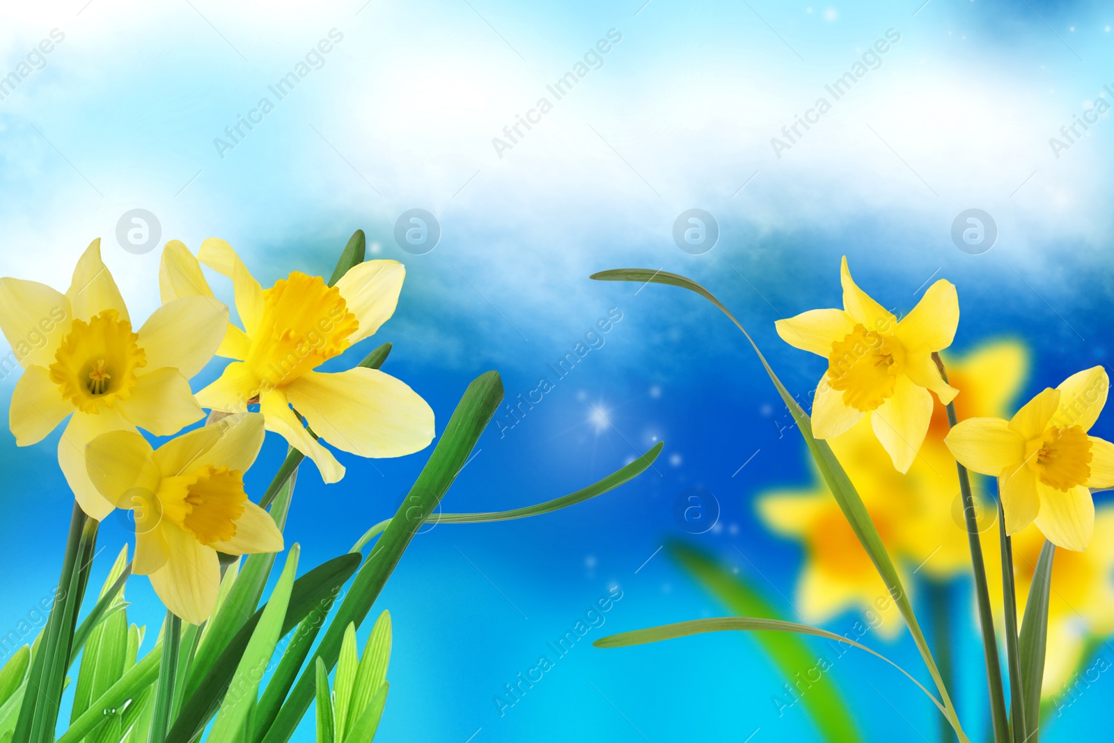 Image of Beautiful yellow daffodils outdoors on sunny day 