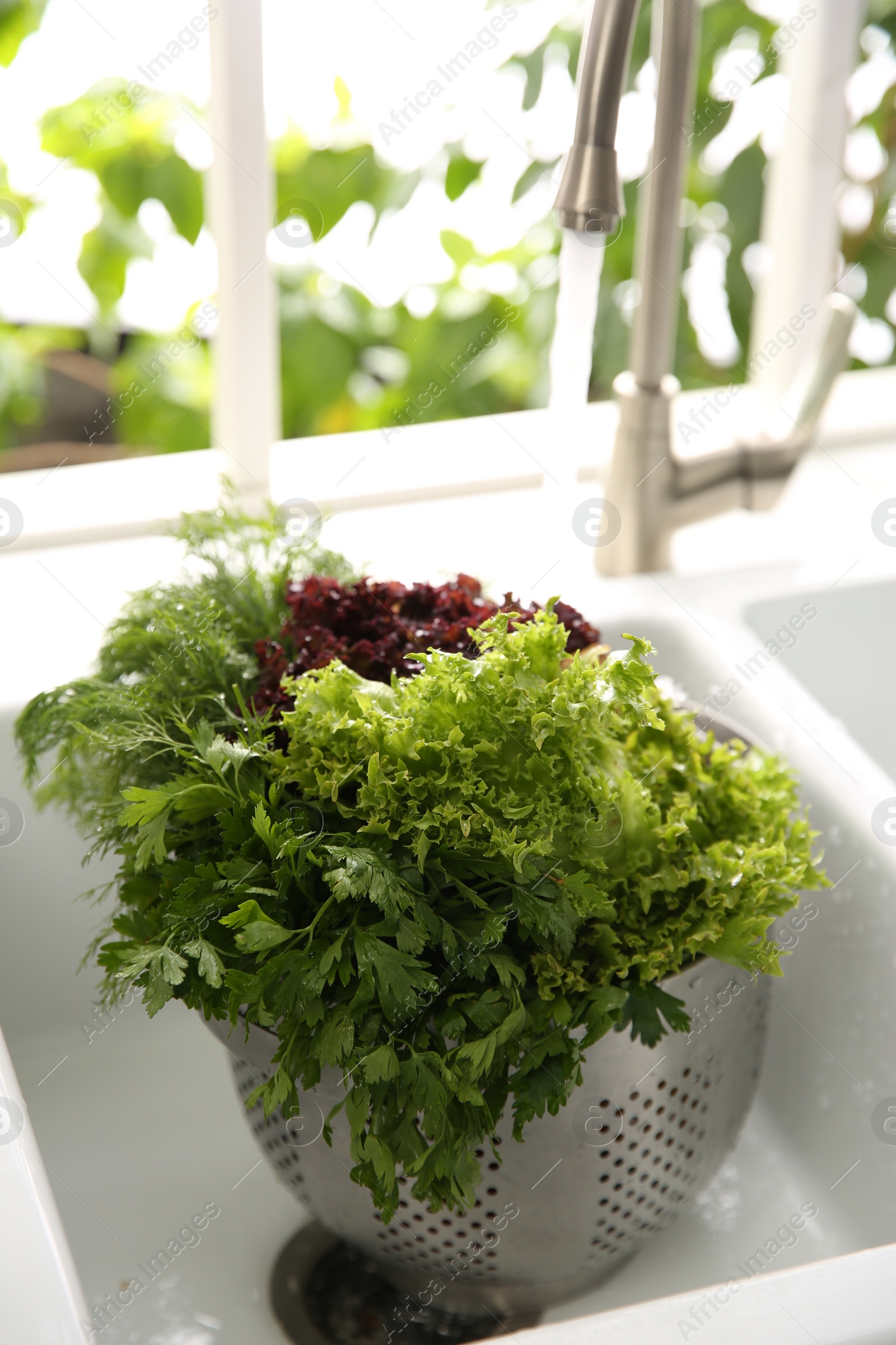 Photo of Washing fresh lettuce, parsley and dill in kitchen sink