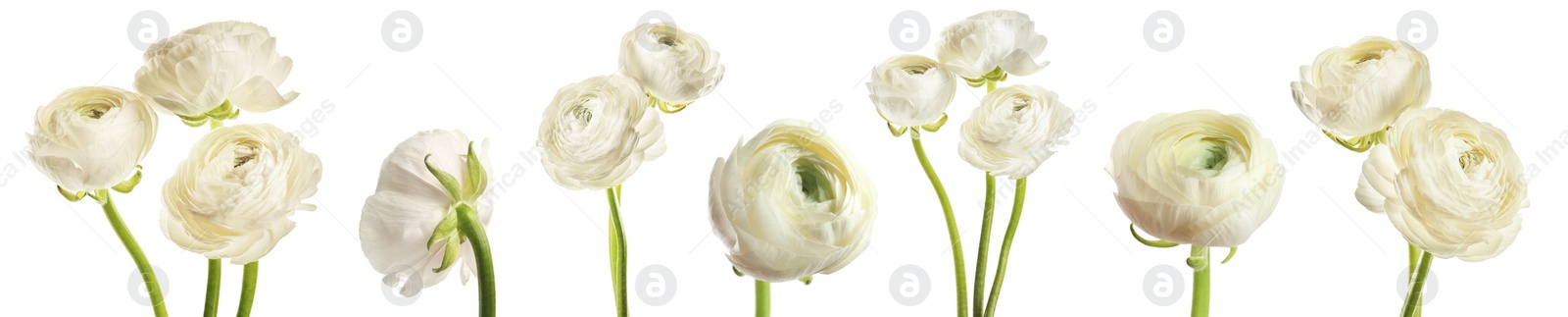 Image of Set with beautiful spring ranunculus flowers on white background. Banner design